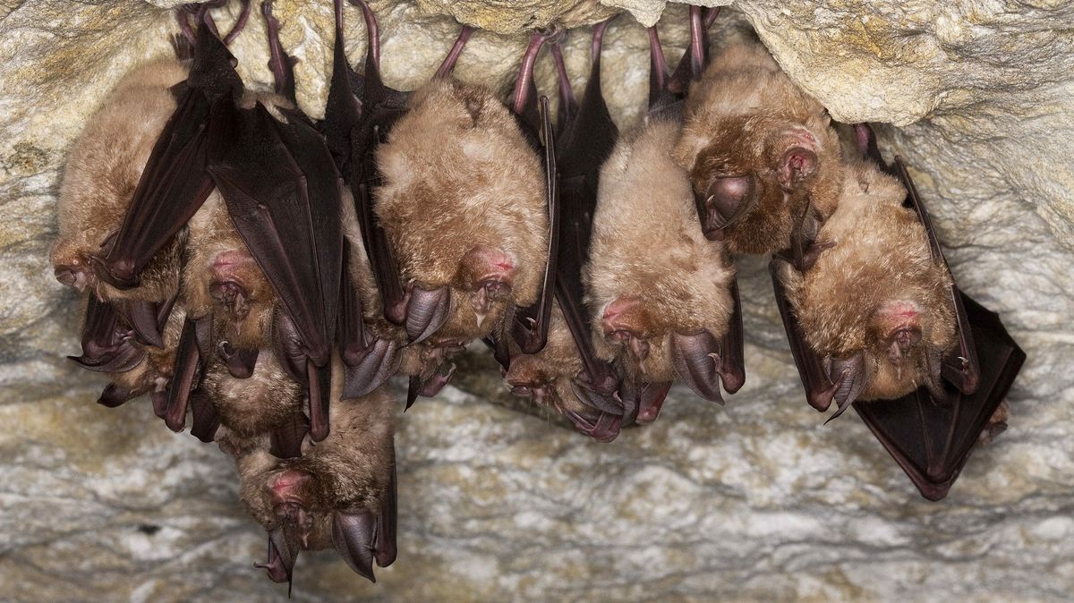 Hledá se „netopýr nula“. Vědci nachází nebezpečné viry po celé Asii